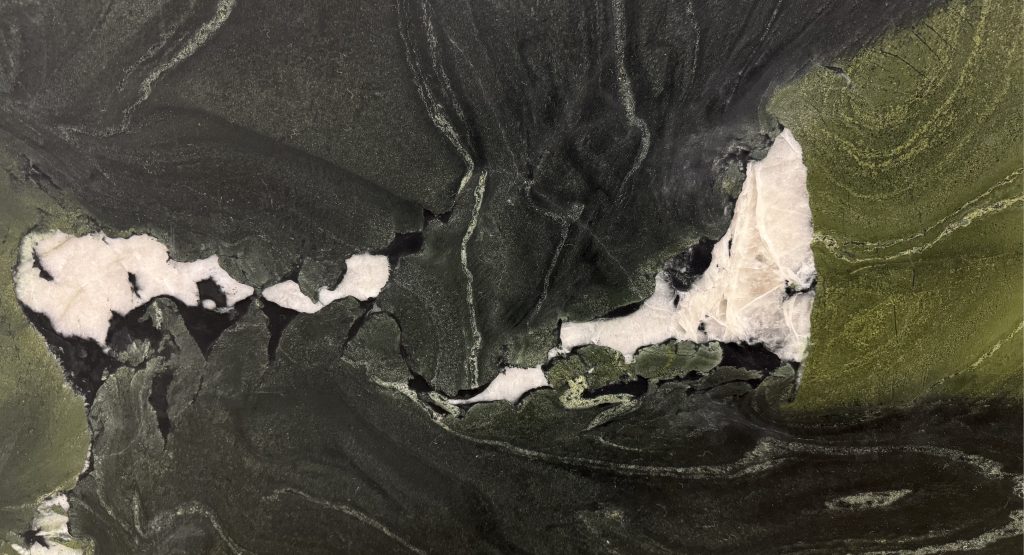 Avocatus closeup