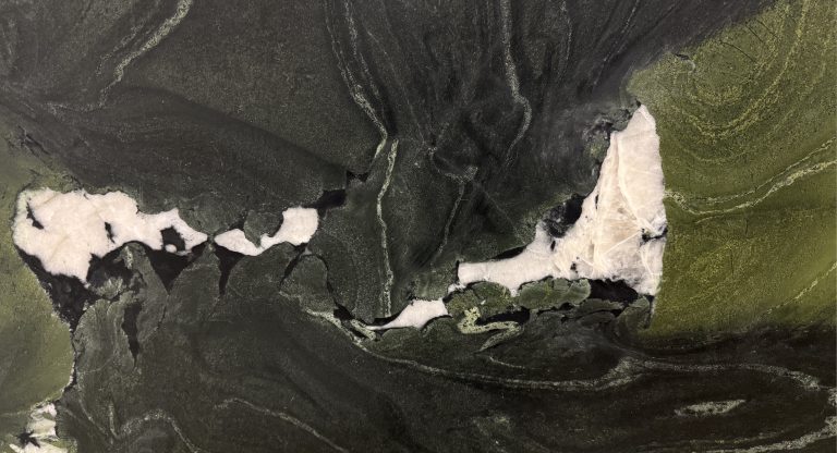 Avocatus closeup
